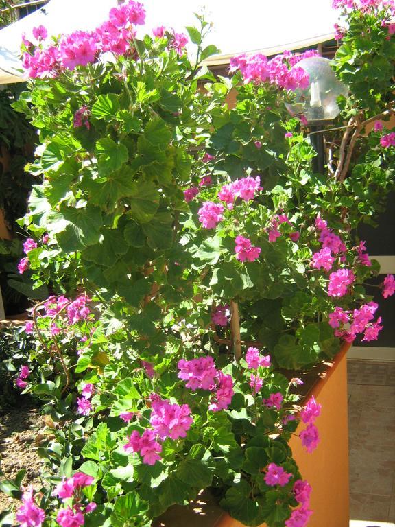Terrazza Mimosa Διαμέρισμα Cefalù Εξωτερικό φωτογραφία