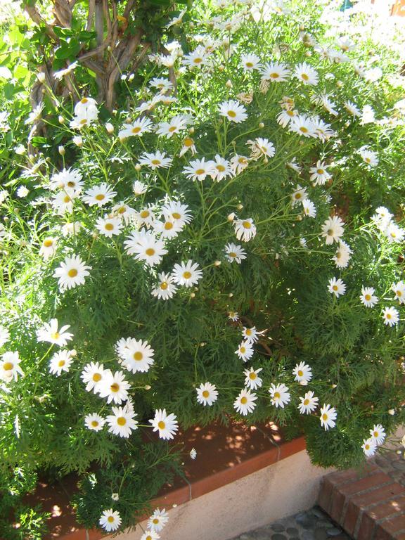 Terrazza Mimosa Διαμέρισμα Cefalù Εξωτερικό φωτογραφία